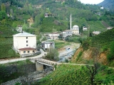 Rize Town