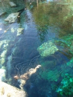 The ancient swimming pool with hot spring in Pamukkale.