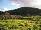 Hatay Hillside